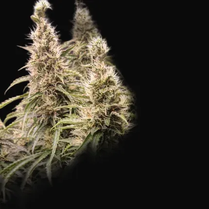 Fat Pete's Cookies Auto