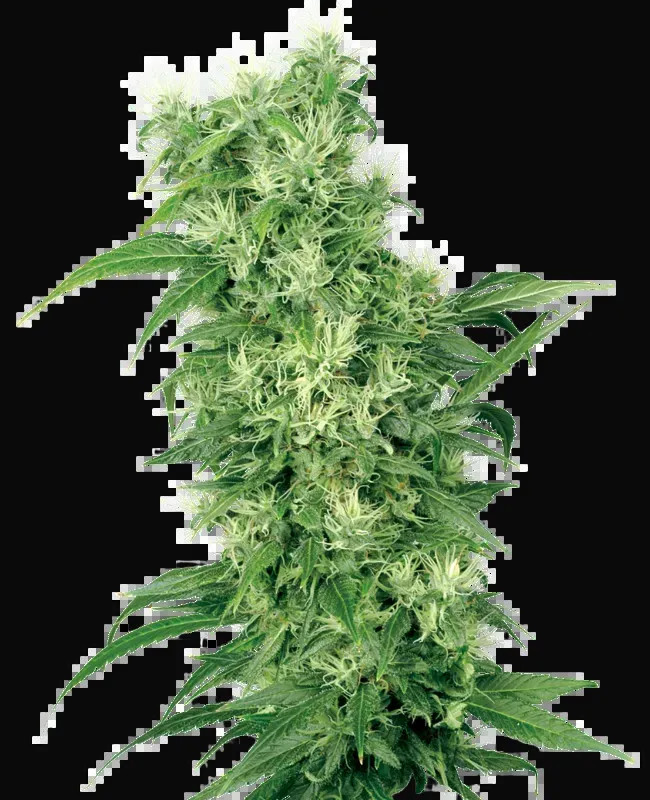 Female Mix