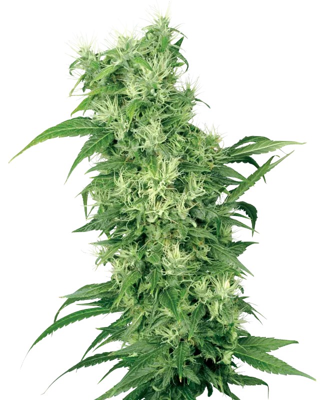 Female Mix