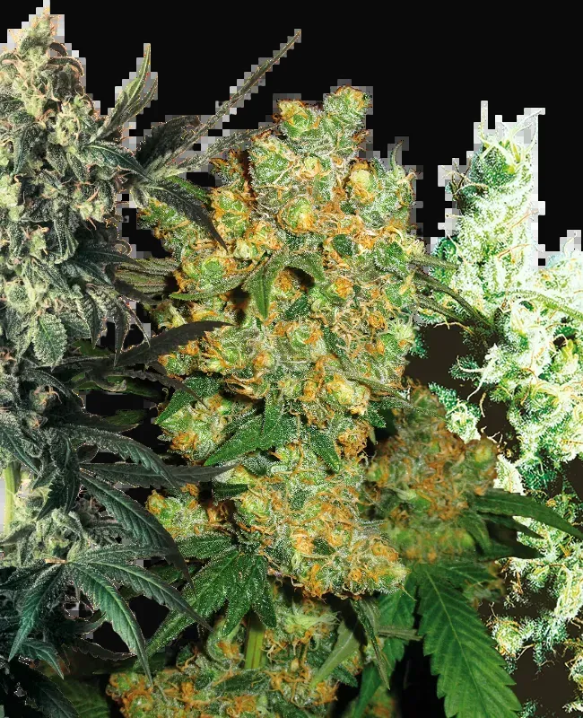 Feminized Mix