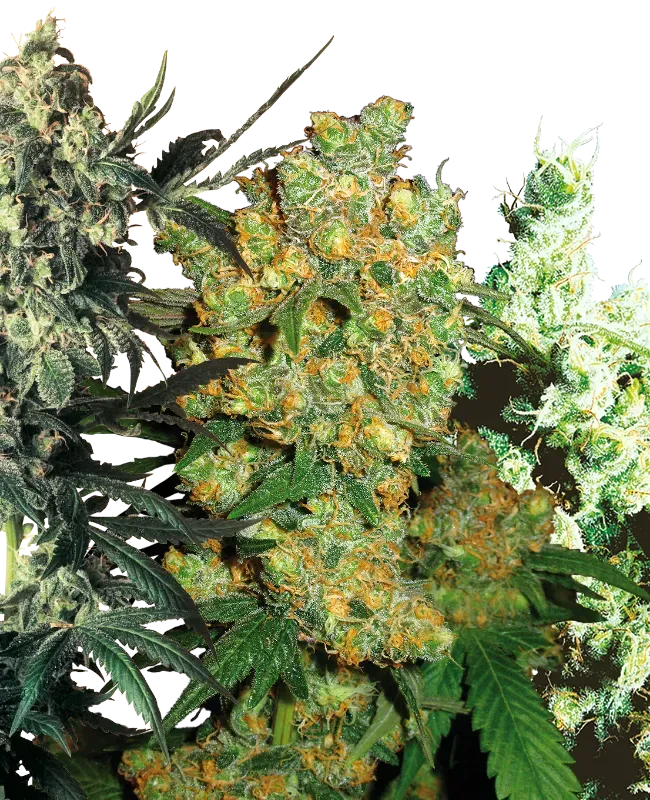 Feminized Mix