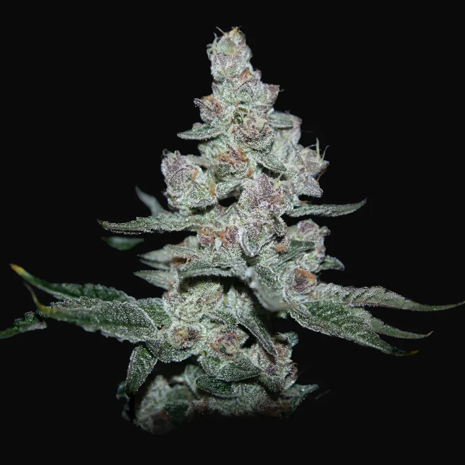Fire'n Ice