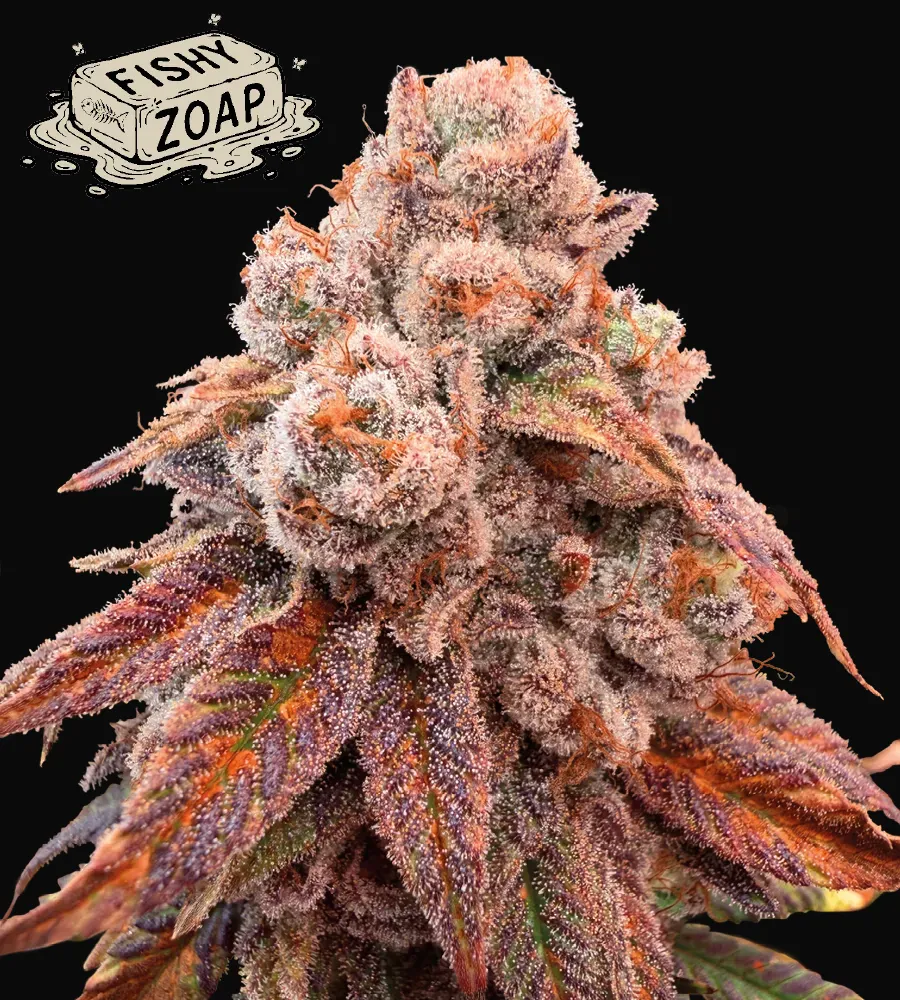 Fishy Zoap