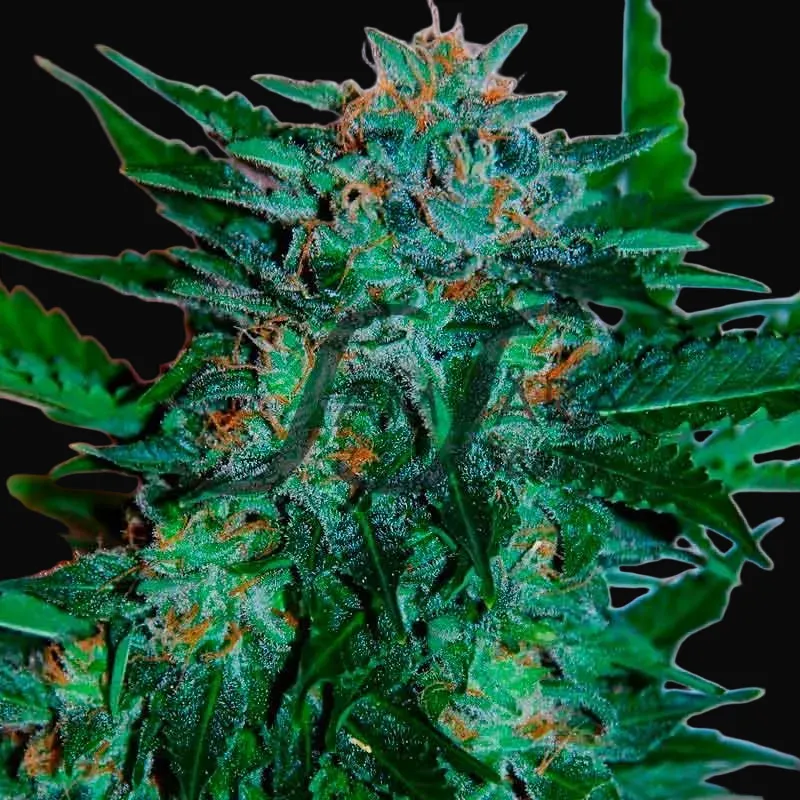 Flash Babylon Auto
