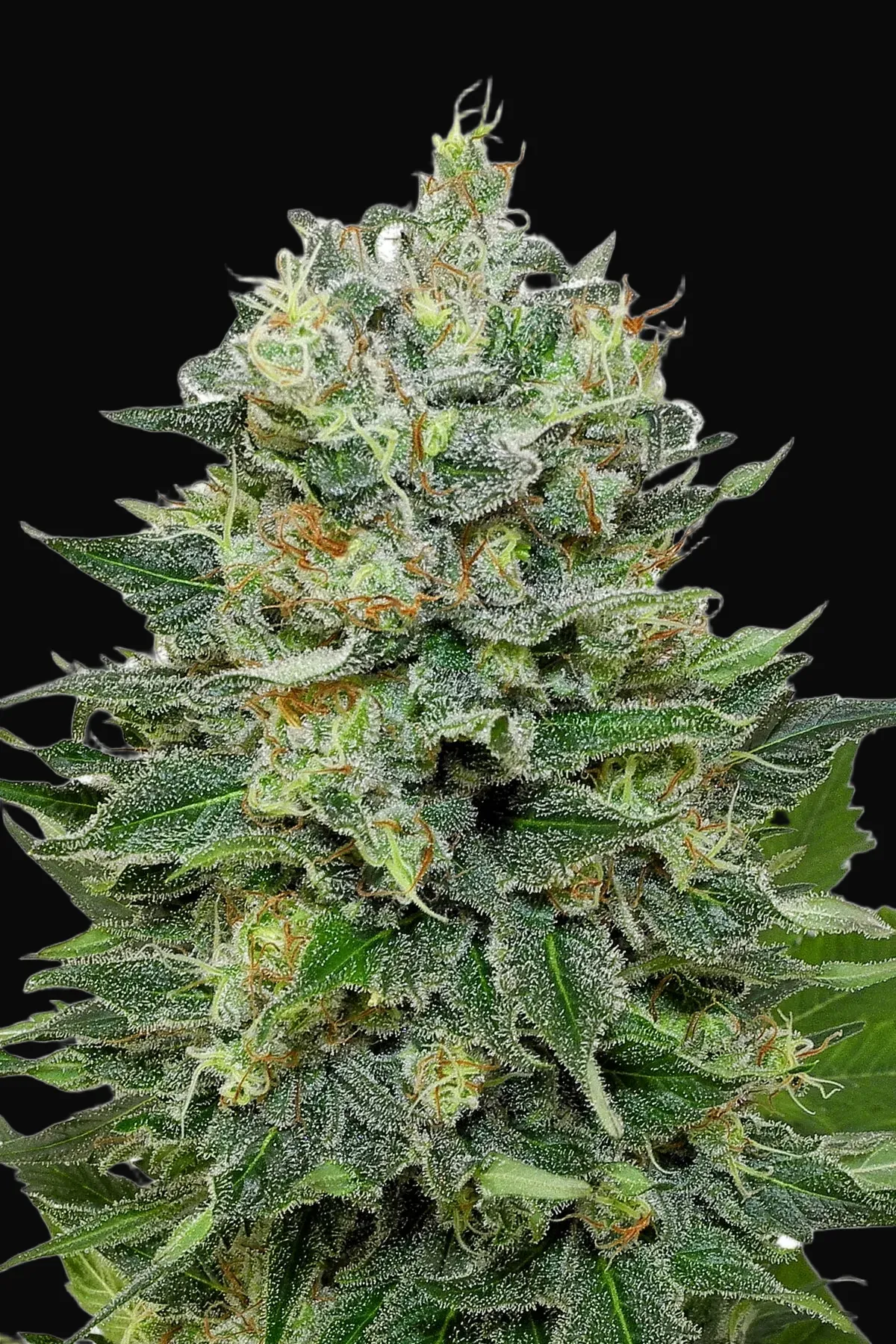 Flashberry