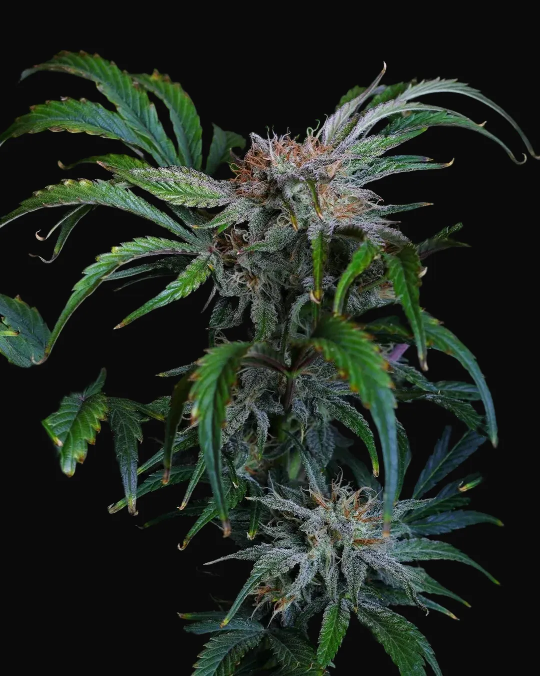 Flava Flav Auto