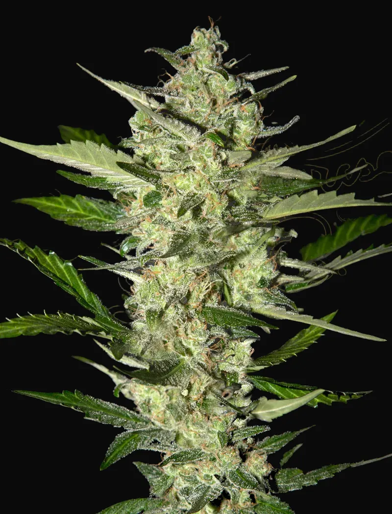 Flowerbomb Kush