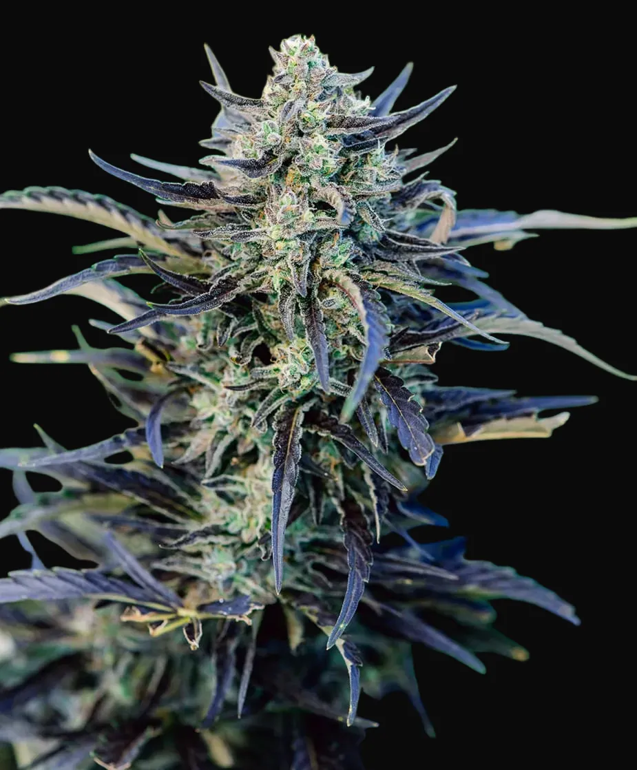 Fog Dog Auto