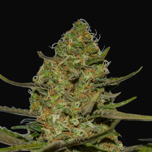 Forbidden Fruit x Spritzer