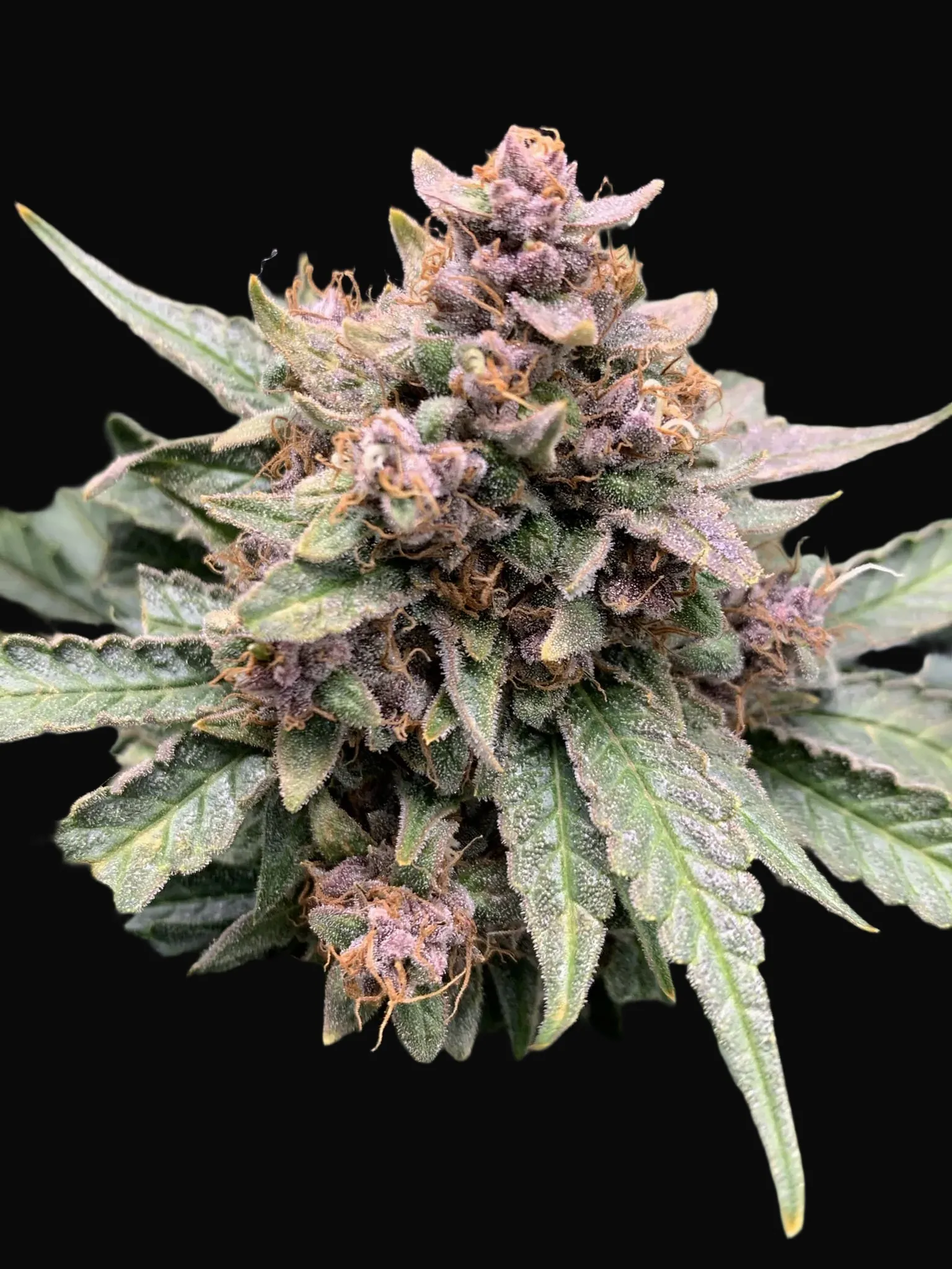 Forgotten Strawberries Auto