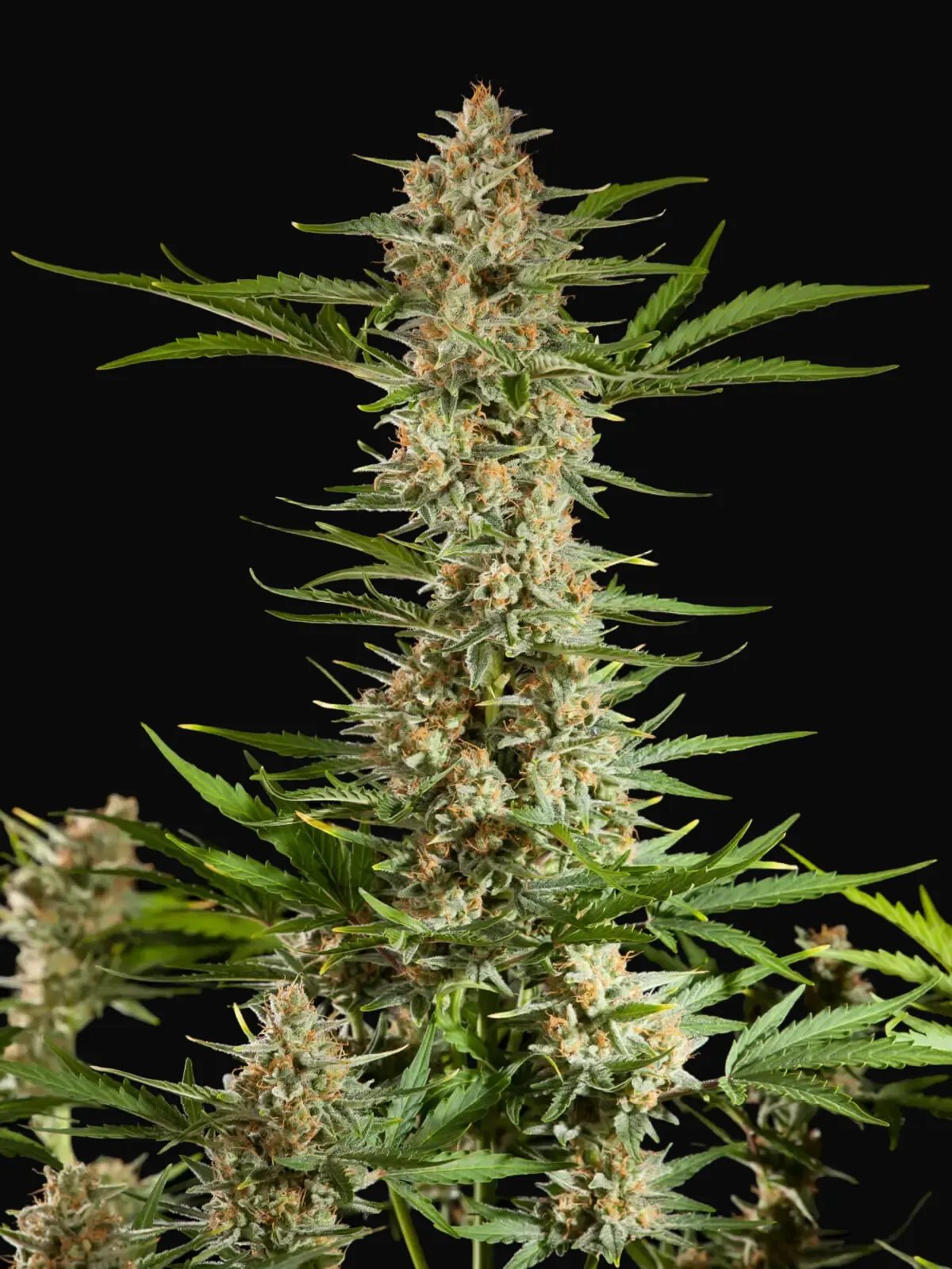 Fraggle Skunk Auto
