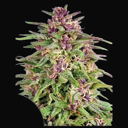 Frisian Dew