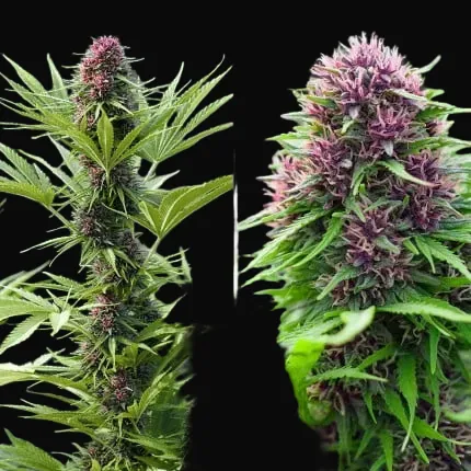 Frisian Dew