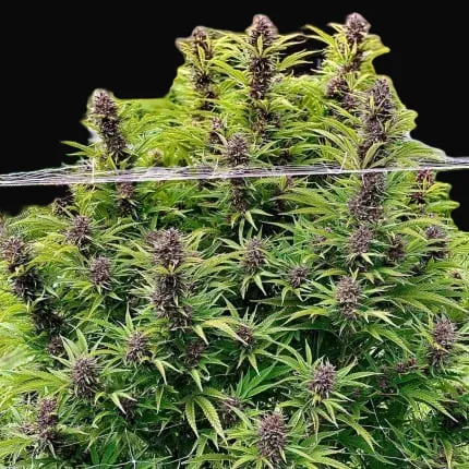 Frisian Dew