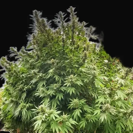 Frisian Dew