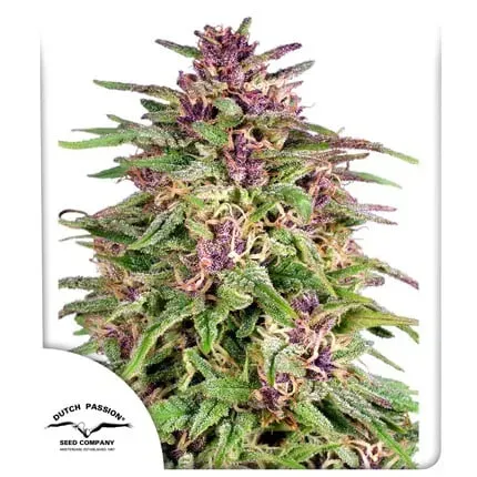 Frisian Dew