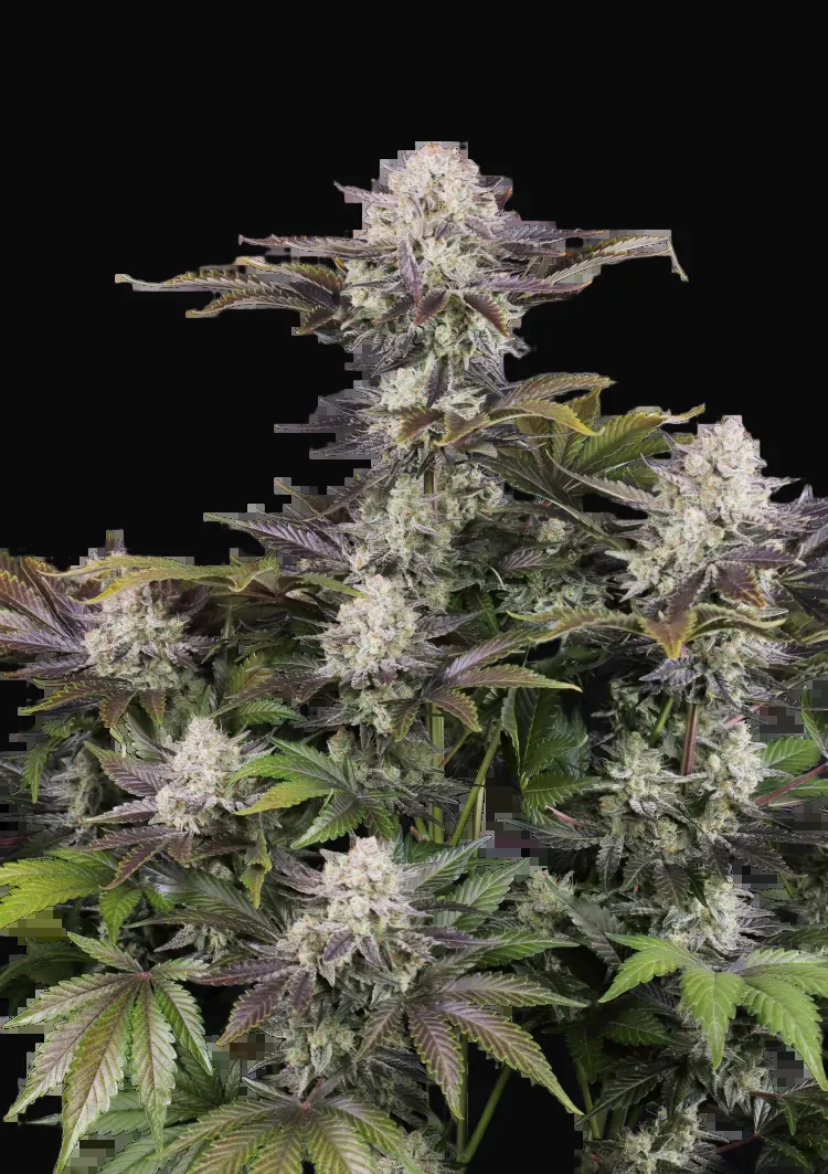 Frostbanger Auto