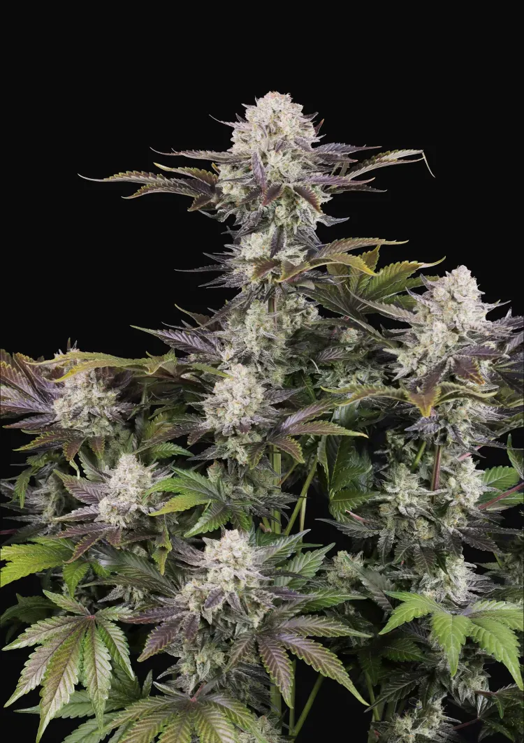 Frostbanger Auto