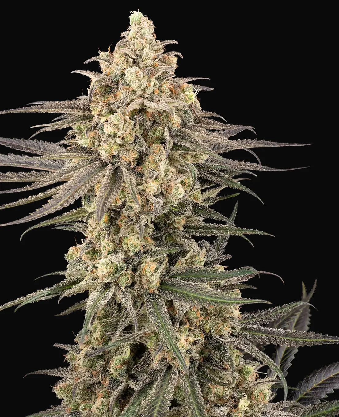 Frosted Grapes XXL Feminized