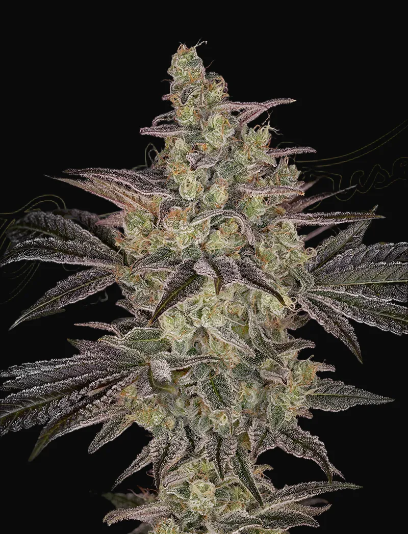 Frosted Guava Auto