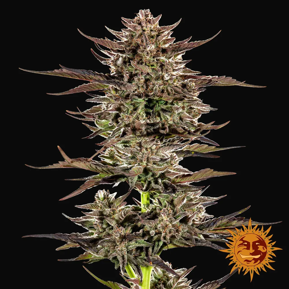 Frosted Zinn x 3 Bears OG Auto