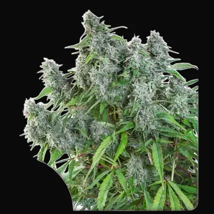 Frosty Friday