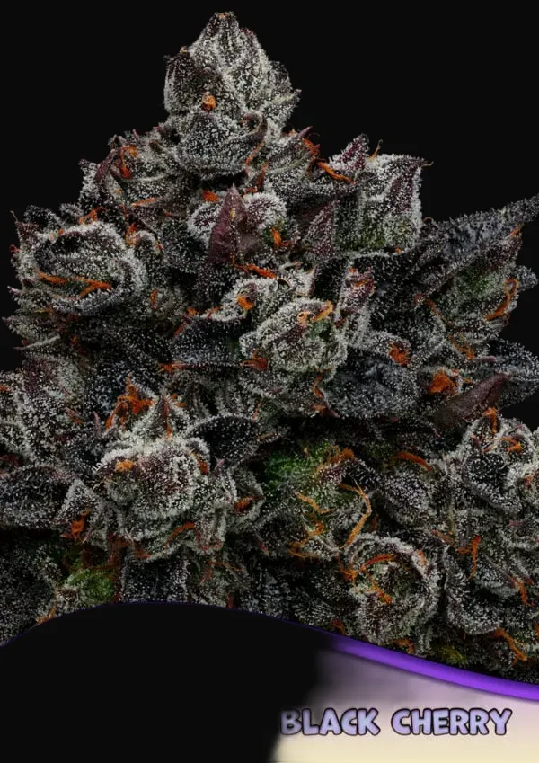 Frozen Black Cherry