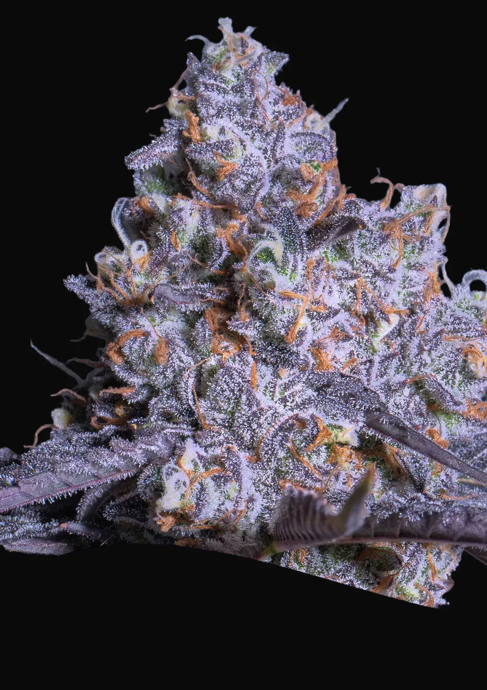 Frozen Black Cherry Auto
