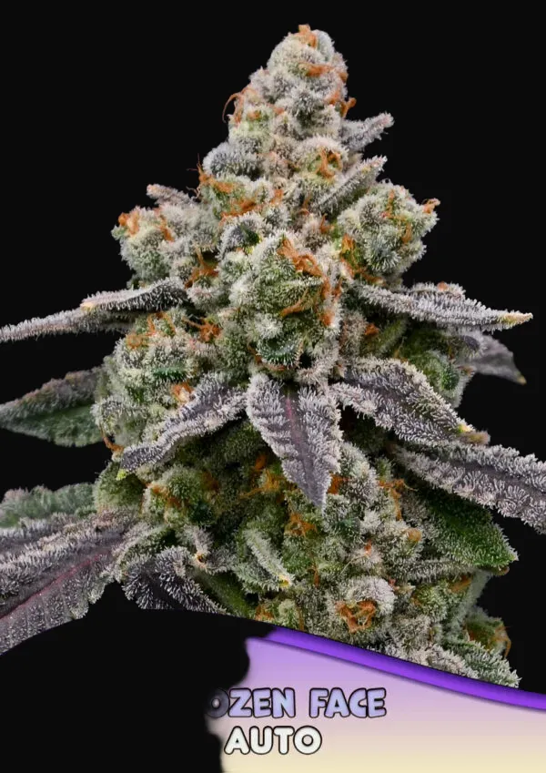 Frozen Face Auto