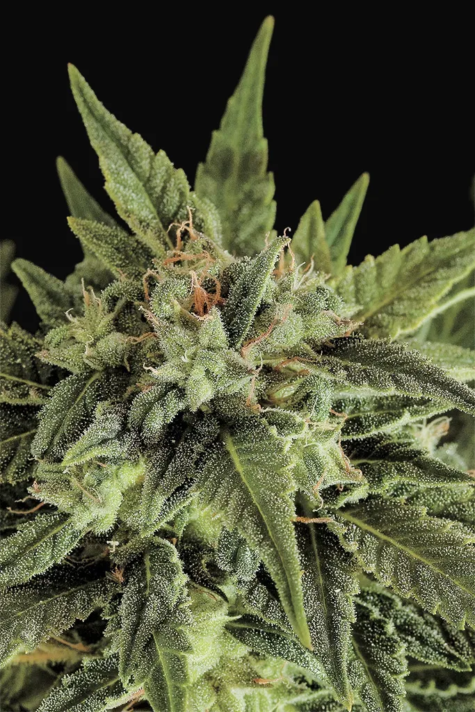 Fruit Autoflowering
