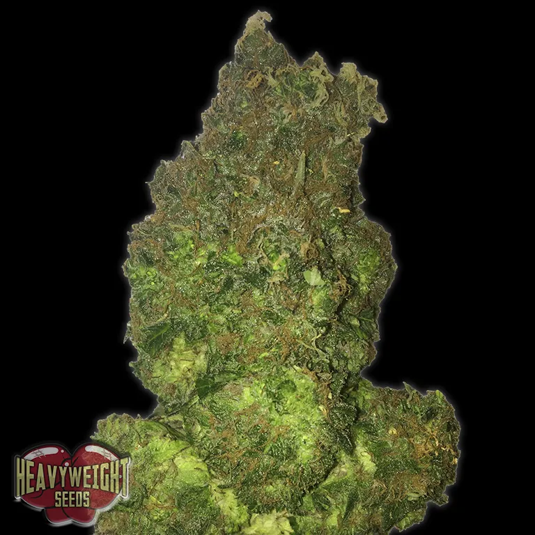 Fruit Punch Auto
