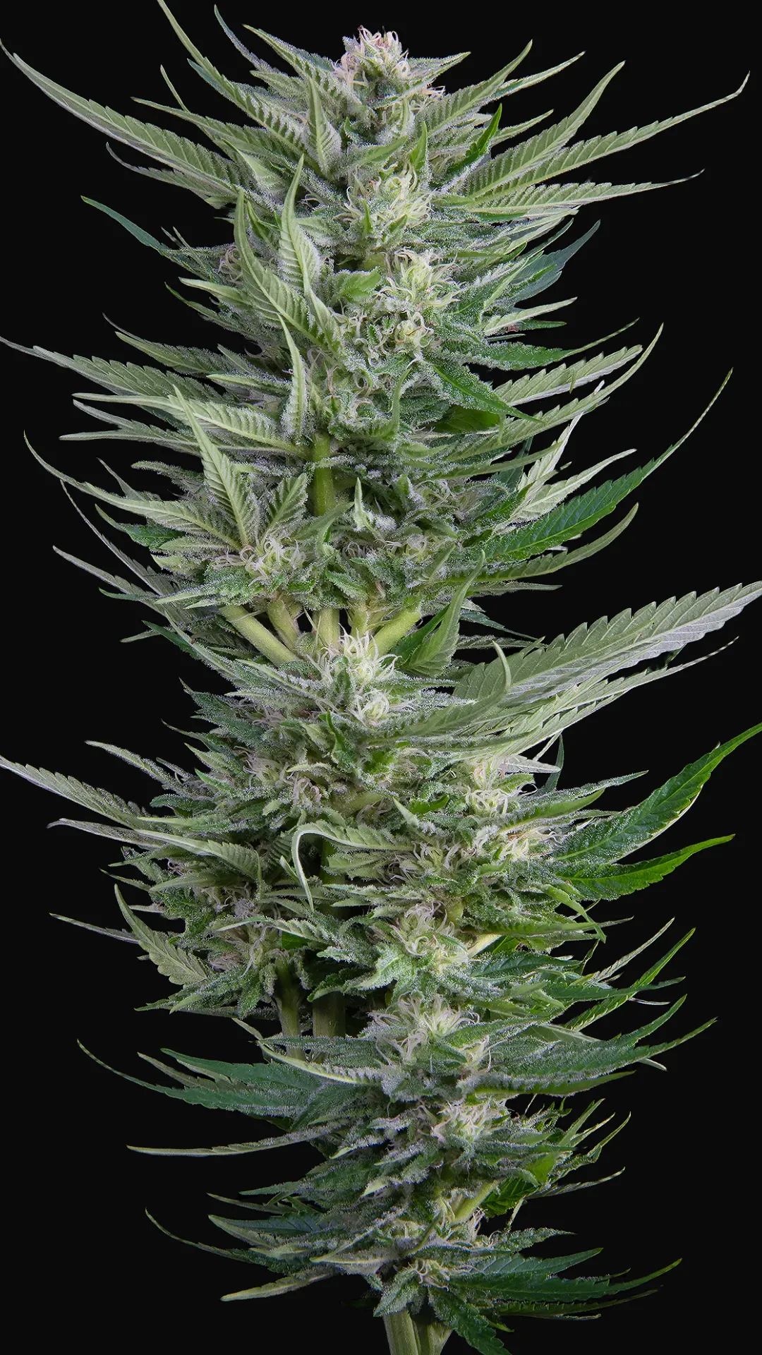 Fruity Durban