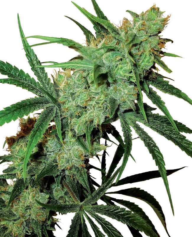 Fruity Juice
