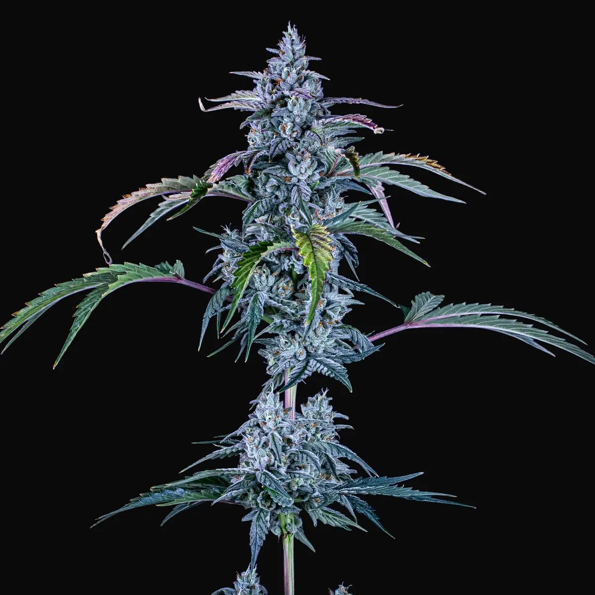 Fugue State Auto