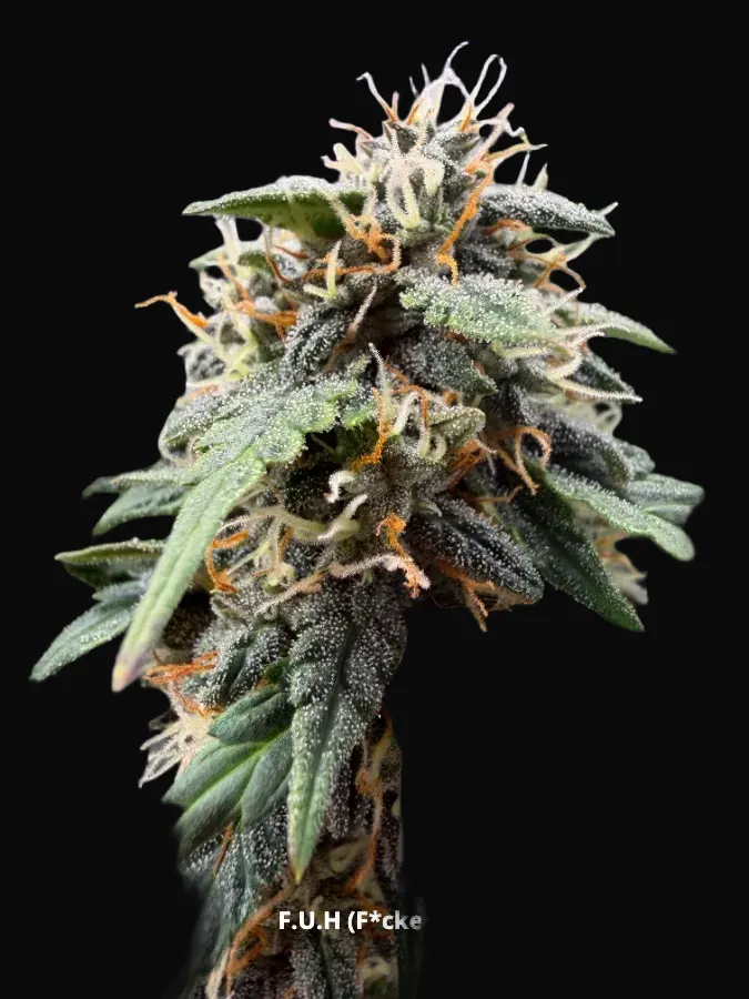F.U.H (F*cked Up Hippy) Auto
