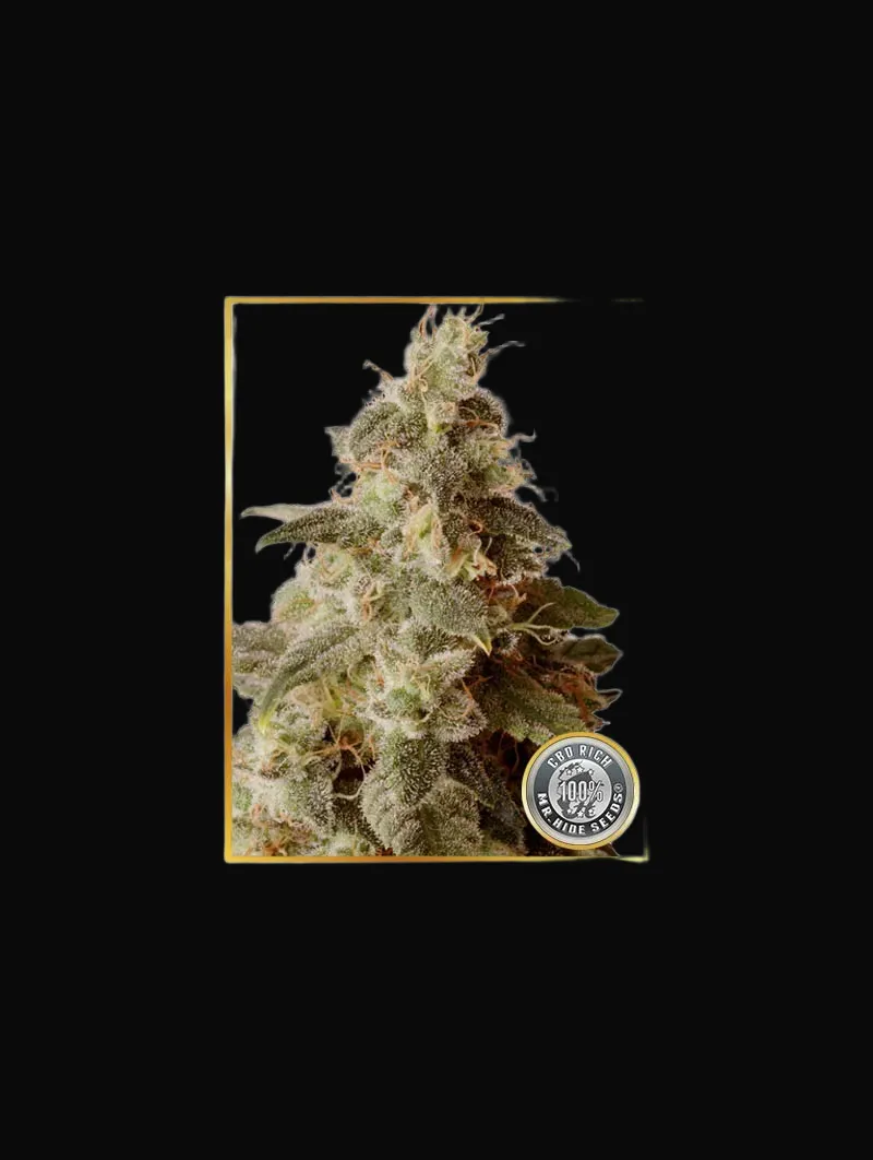 Full Moon CBD