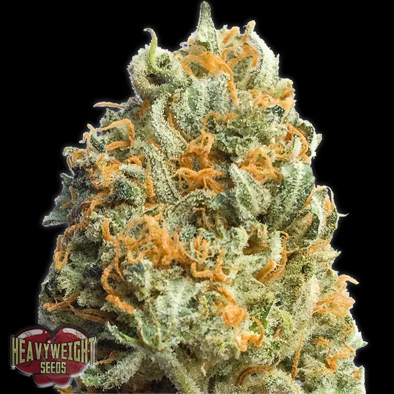 Fully Loaded Auto