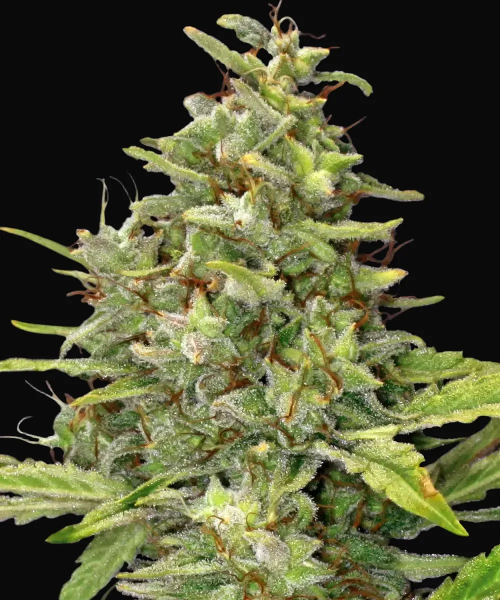 G13 Haze