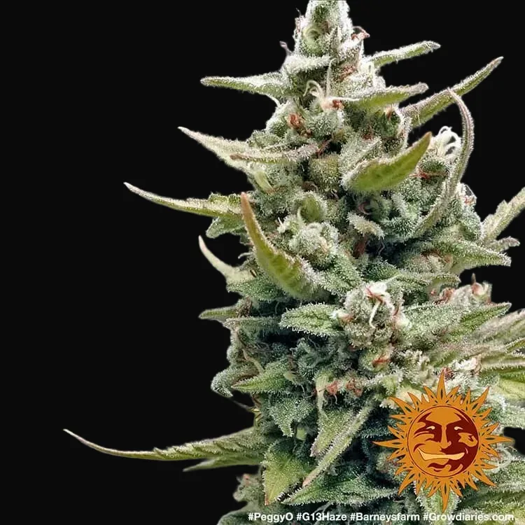 G13 Haze