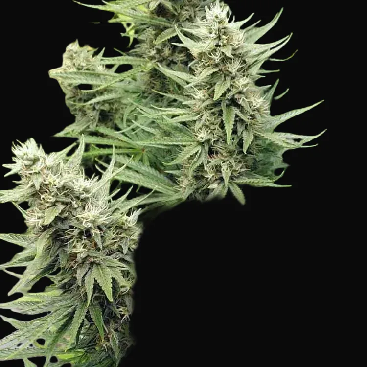 G13 Haze