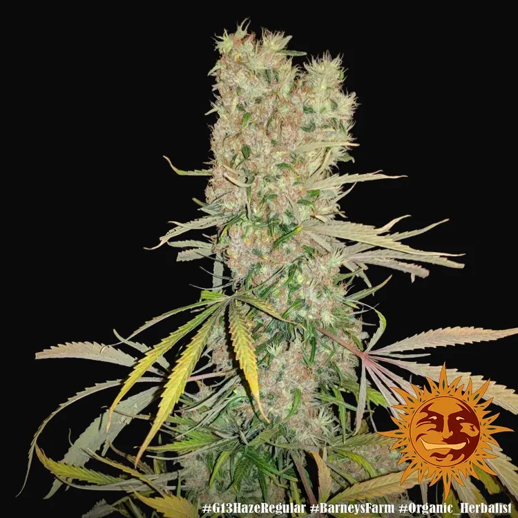 G13 Haze - Regular