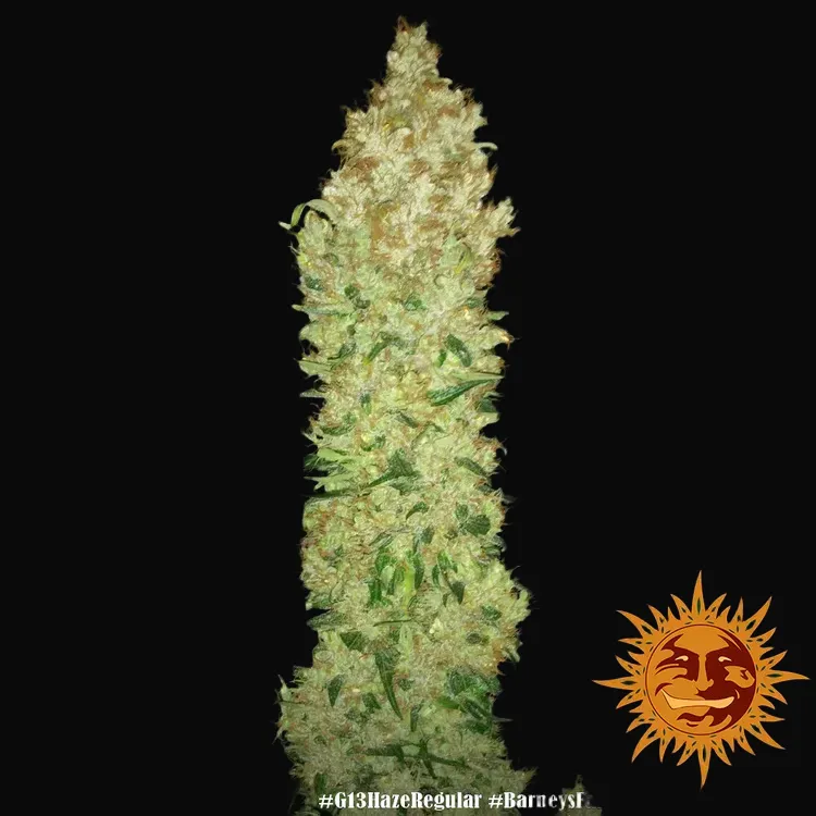 G13 Haze - Regular
