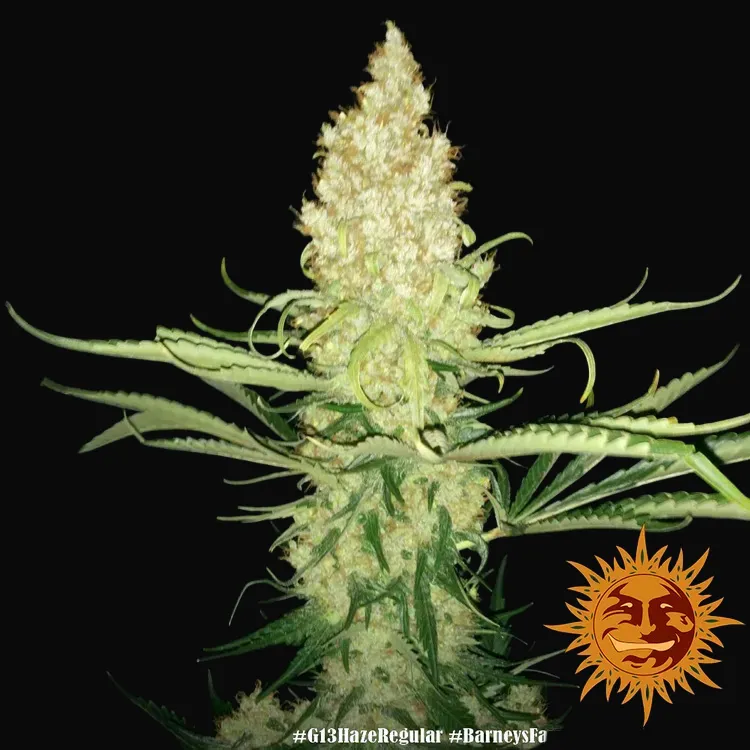 G13 Haze - Regular