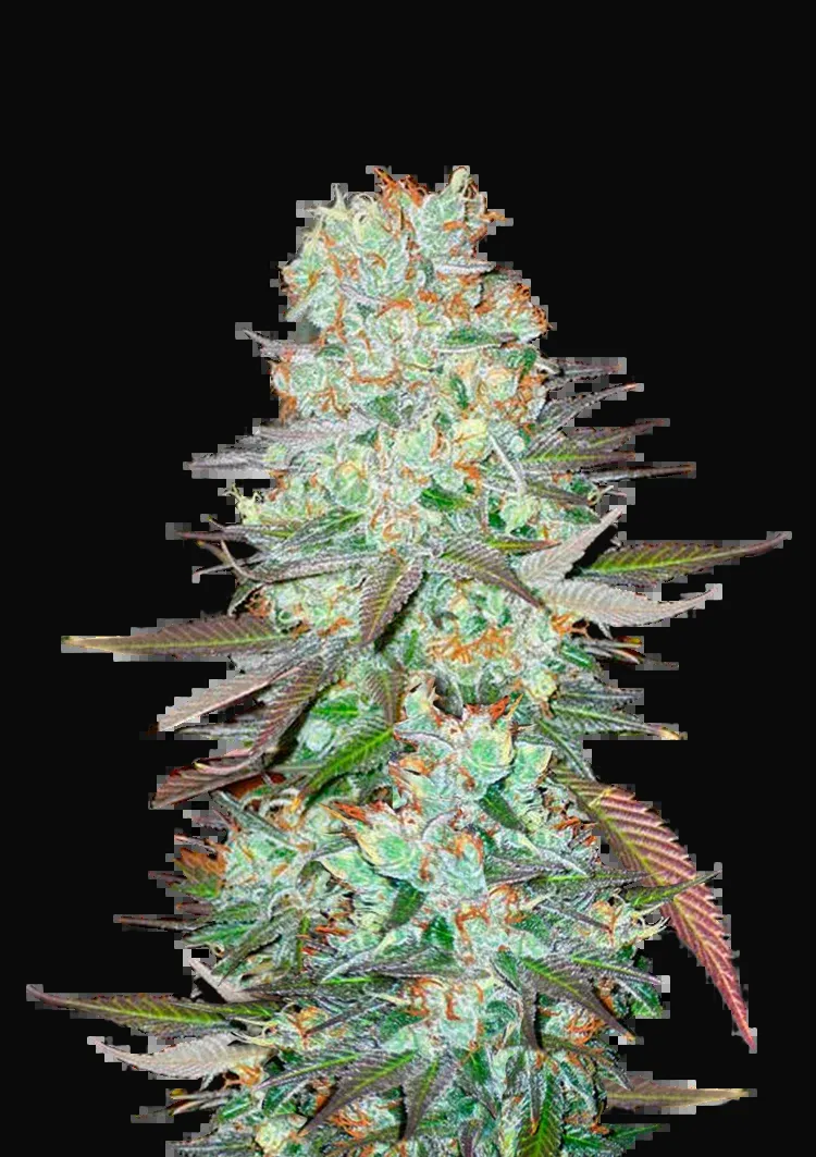 G14 Auto