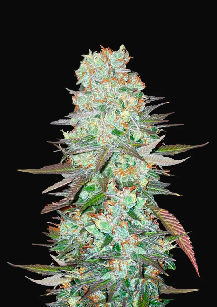 G14 Auto