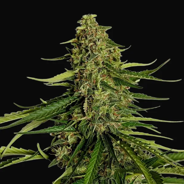 Gaia F1 Auto