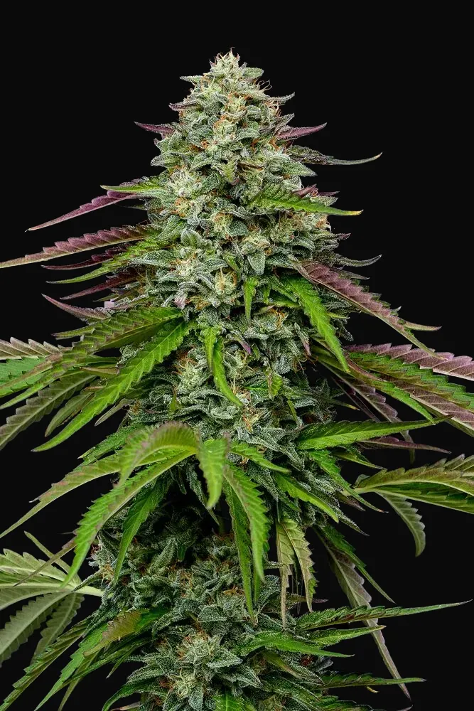 Garlic Budder Auto