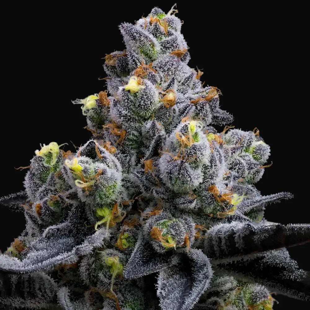 Garlic Cookies