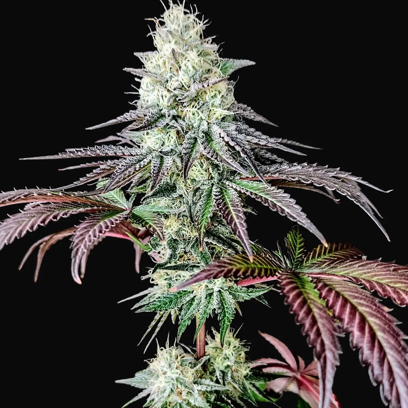 Garlic Cookies