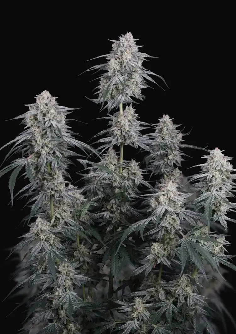 Garlic Mint Sherbet Auto